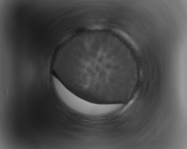 X0000087621209200705181307