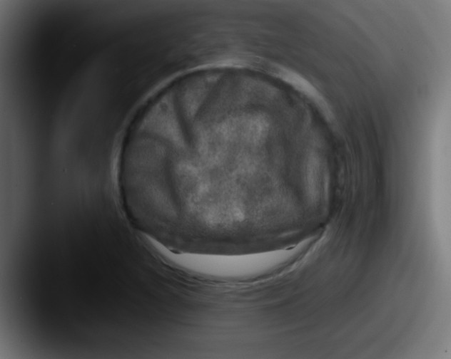 X0000087621216200705181307