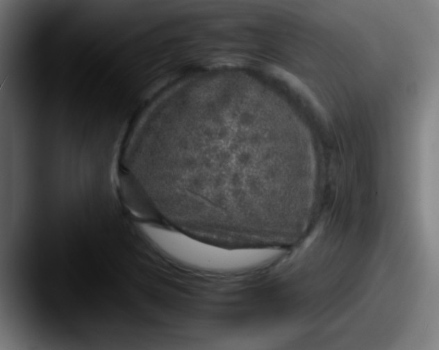 X0000087621217200705181307