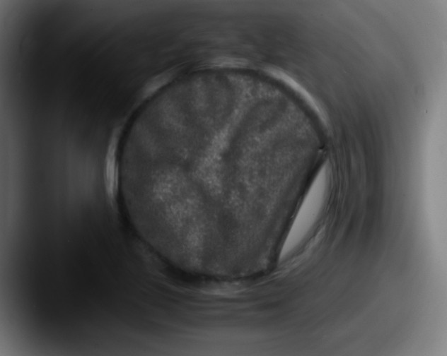X0000087621221200705181307