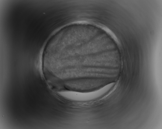 X0000087621232200705181307