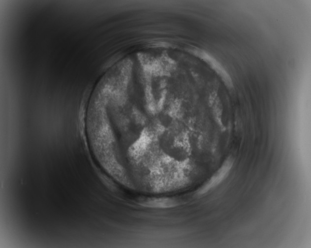 X0000087621233200705181307