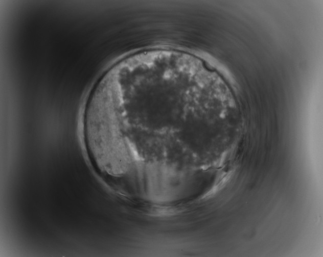 X0000087621239200705181307