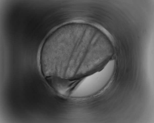 X0000087621240200705181307