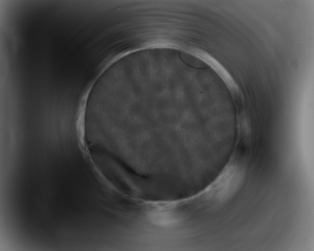 X0000087621244200705181307