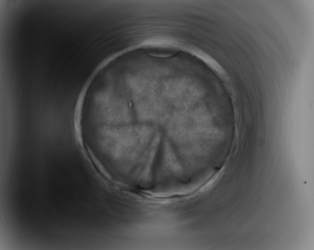 X0000087621248200705181307