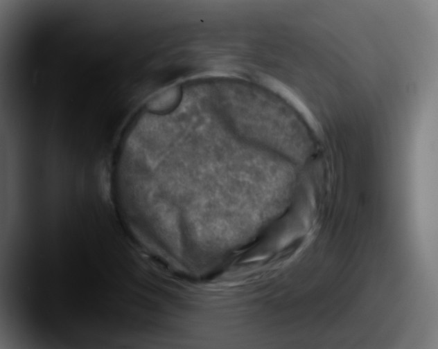 X0000087621260200705181307