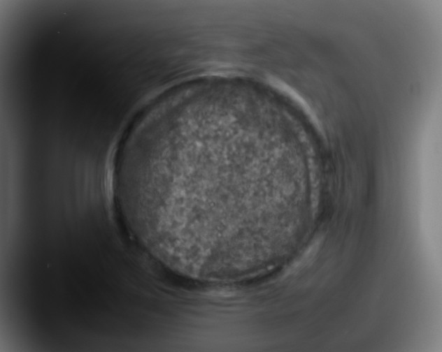 X0000087621267200705181306