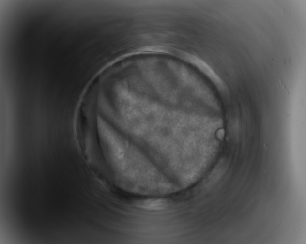 X0000087621268200705181306
