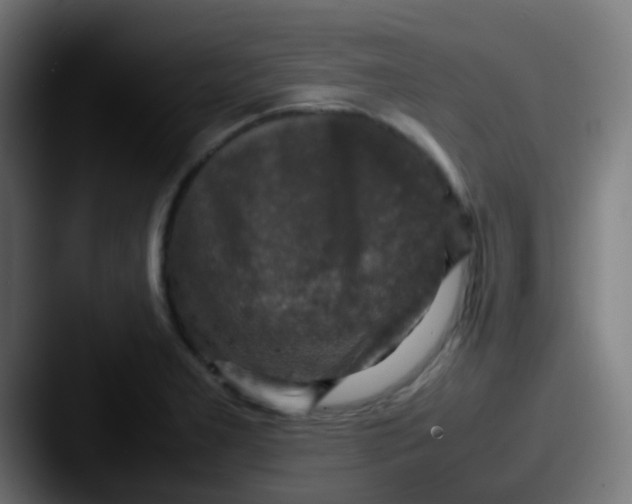X0000087621277200705181306