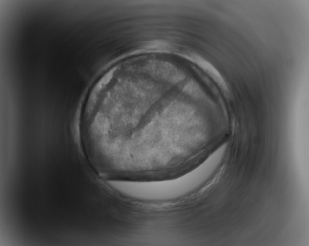 X0000087621288200705181306