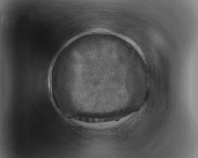 X0000087621295200705181306