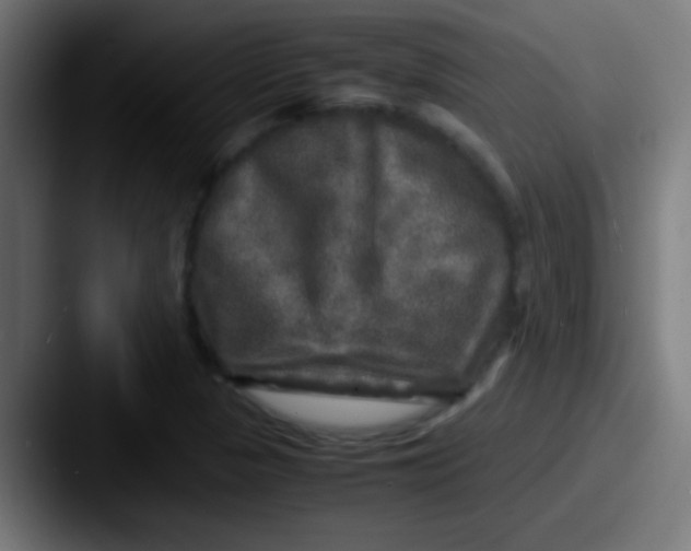 X0000087621313200705181306