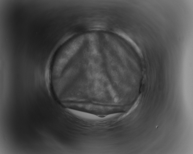 X0000087621317200705181306