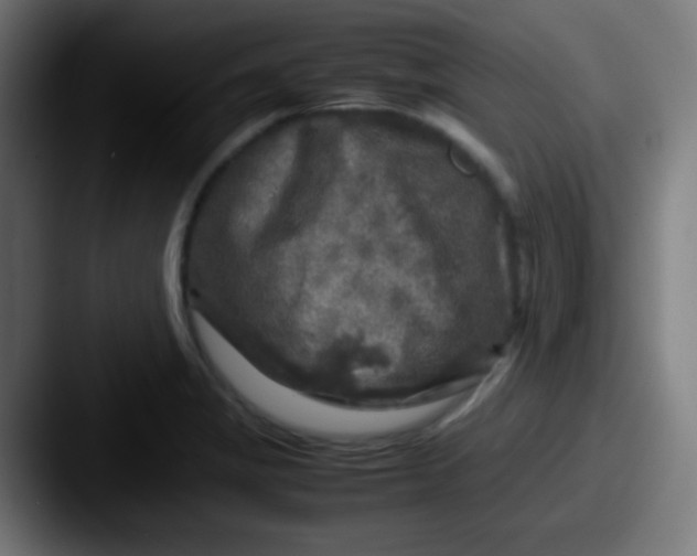 X0000087621325200705181306
