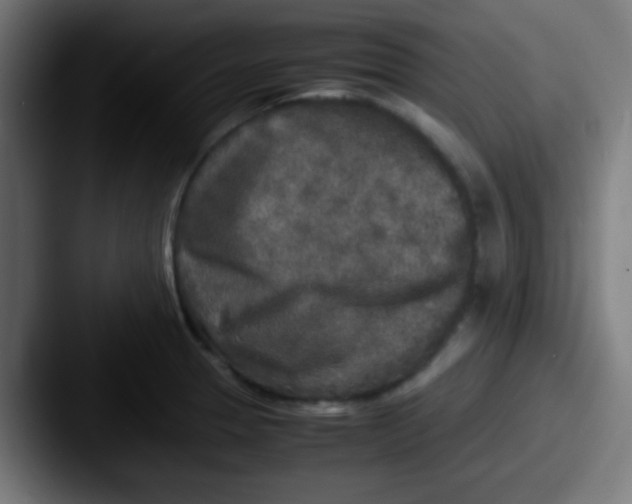 X0000087621329200705181306