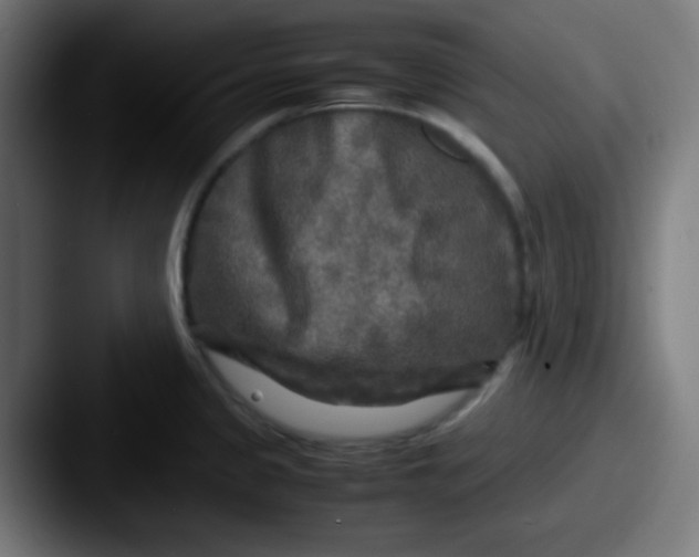 X0000087621333200705181306
