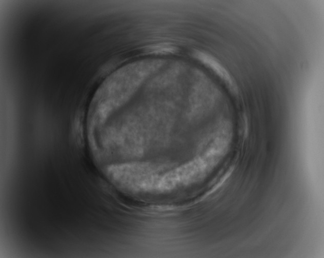 X0000087621354200705181305