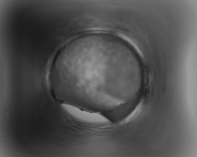 X0000087621357200705181305