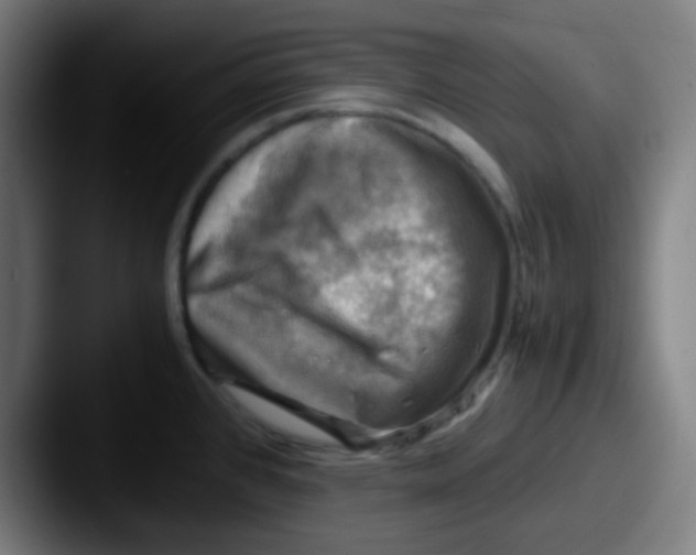 X0000087621384200705181305