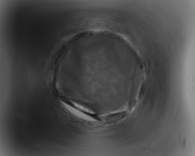 X0000087621398200705181305