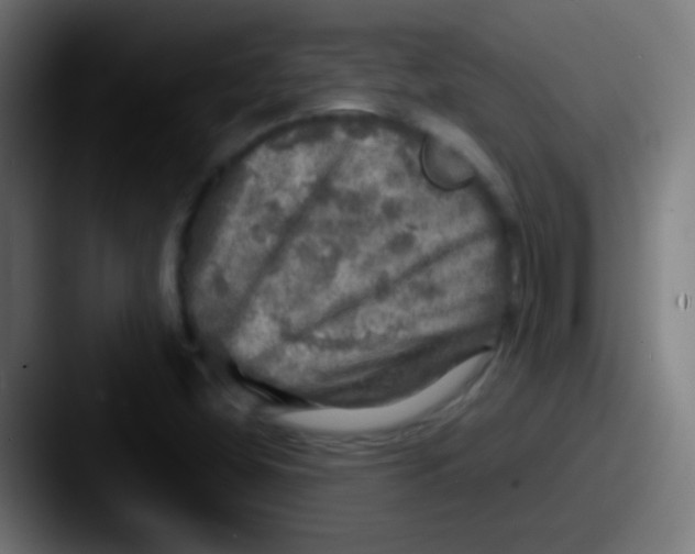 X0000087621404200705181305