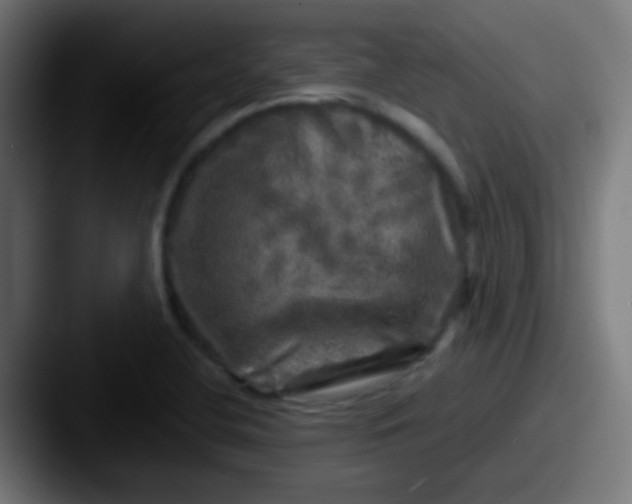 X0000087621412200705181305