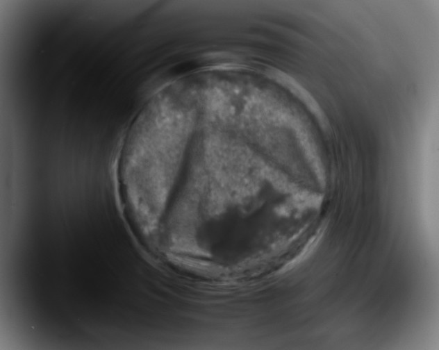 X0000087621425200705181305