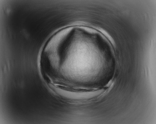 X0000087621438200705181305
