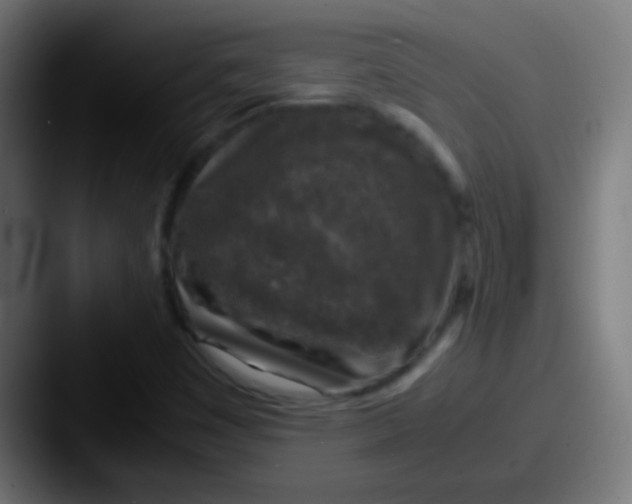 X0000087621449200705181304