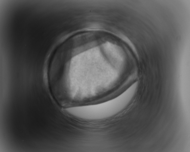 X0000087621464200705181304