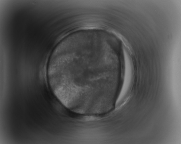 X0000087621465200705181304