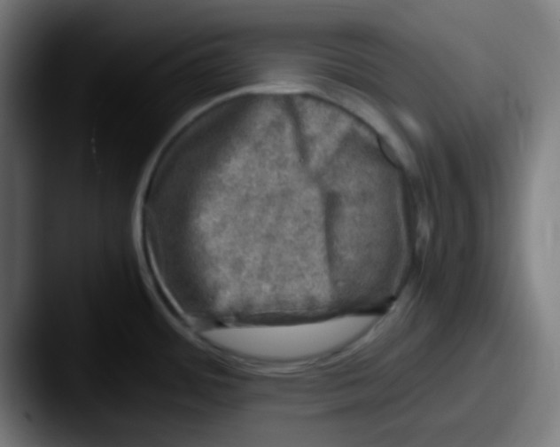 X0000087621484200705181304