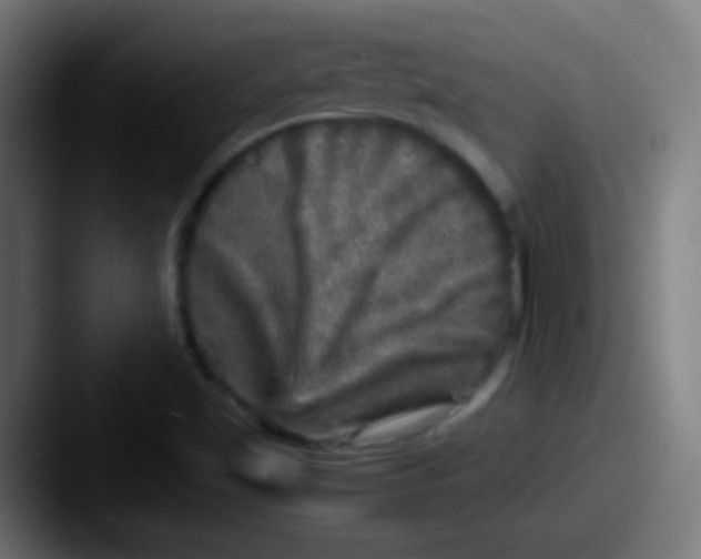X0000087621501200705181303
