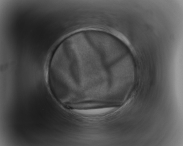 X0000087621504200705181304