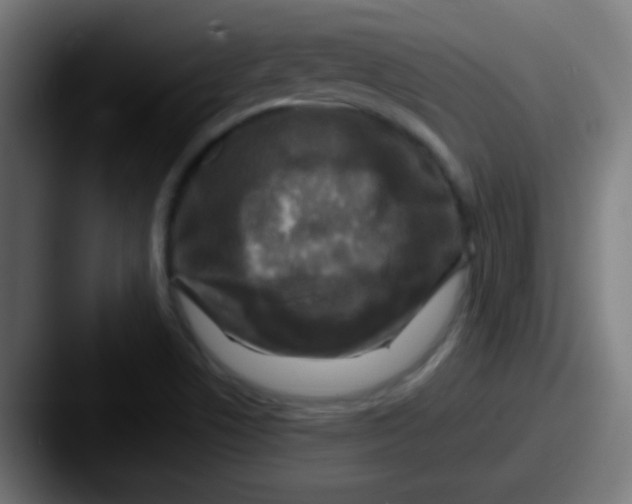 X0000087621506200705181304