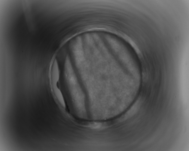 X0000087621521200705181304