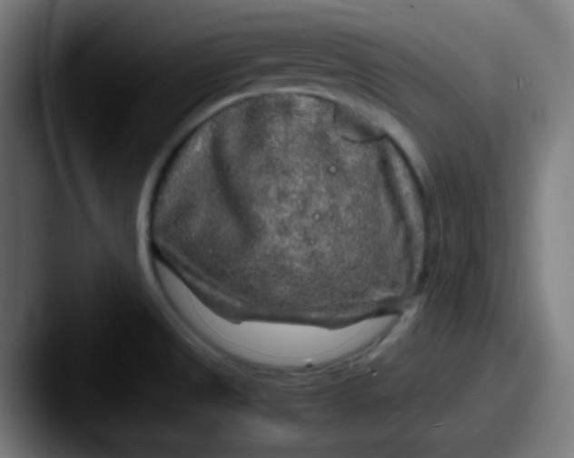 X0000087621525200705181304