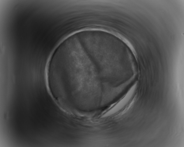 X0000087621533200705181304