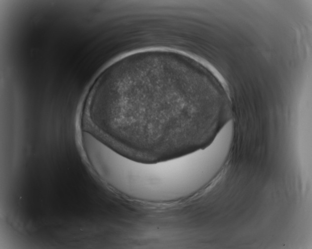 X0000087621534200705181304