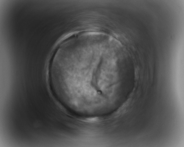 X0000087620054200705252011