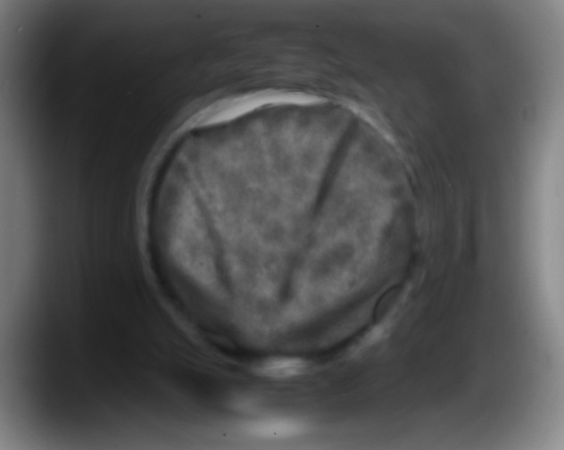 X0000087620055200705252011