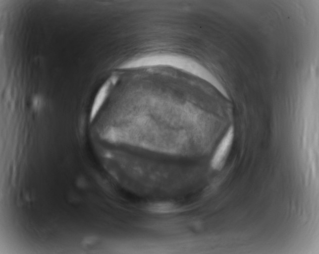 X0000087620066200705252011