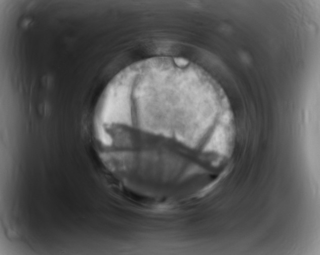 X0000087620175200705252010