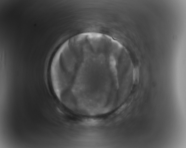 X0000087620195200705252009