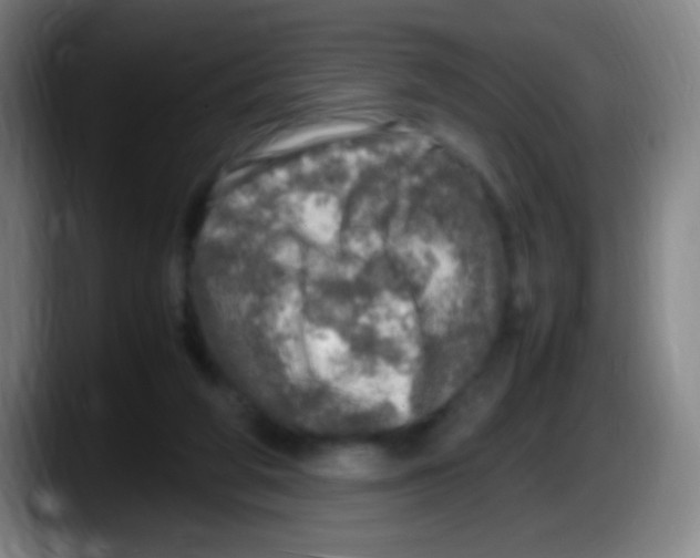 X0000087620210200705252009