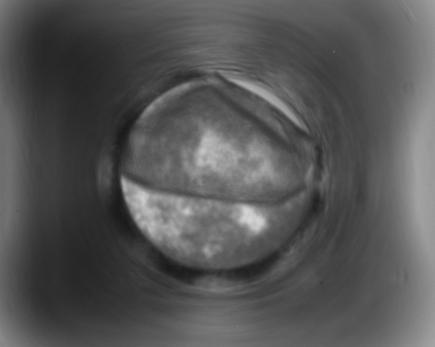 X0000087620211200705252009