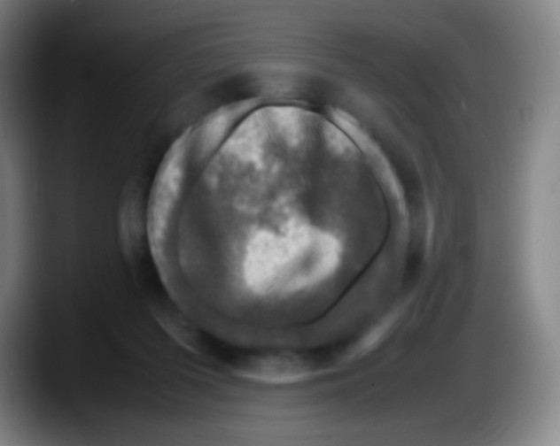 X0000087620215200705252009