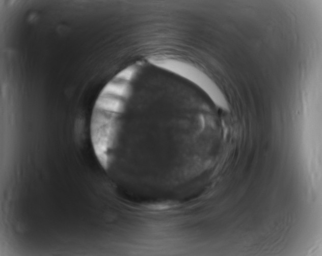X0000087620224200705252009