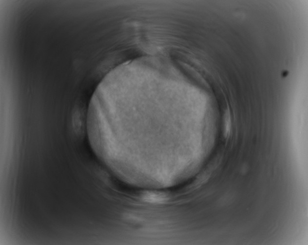 X0000087620234200705252009
